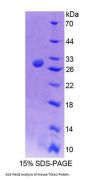 Mouse Transcription Elongation Factor A2 (TCEA2) Protein