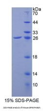 Mouse Glutathione Peroxidase 6, Olfactory (GPX6) Protein