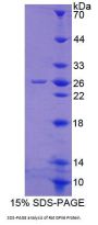 Rat Glutathione Peroxidase 6, Olfactory (GPX6) Protein