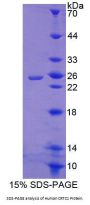 Human CREB Regulated Transcription Coactivator 1 (CRTC1) Protein