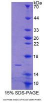 Mouse Calcium Binding Protein 2 (CABP2) Protein