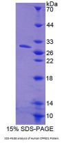 Human Calcineurin Like Phosphoesterase Domain Containing Protein 1 (CPPED1) Protein