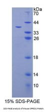 Mouse Calcineurin Like Phosphoesterase Domain Containing Protein 1 (CPPED1) Protein