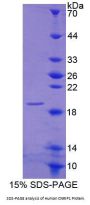 Human Cannabinoid Receptor Interacting Protein 1 (CNRIP1) Protein