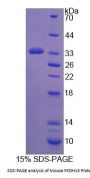 Mouse Protocadherin 15 (PCDH15) Protein
