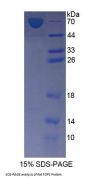 Rat Farnesyl Diphosphate Synthase (FDPS) Protein