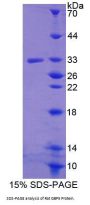 Rat Guanylate Binding Protein 5 (GBP5) Protein
