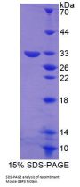 Mouse Guanylate Binding Protein 3 (GBP3) Protein