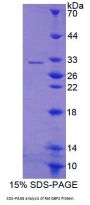 Rat Guanylate Binding Protein 2, Interferon Inducible (GBP2) Protein