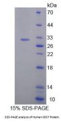Human Cell Division Cycle Protein 7 (CDC7) Protein