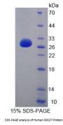 Human Cell Division Cycle Protein 27 (CDC27) Protein