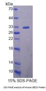 Mouse Ubiquitin Conjugating Enzyme E2S (UBE2S) Protein