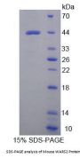 Mouse Tryptophanyl tRNA Synthetase 2, Mitochondrial (WARS2) Protein