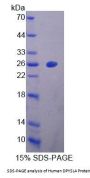 Human Dihydropyrimidinase-Related Protein 4 / CRMP3 (DPYSL4) Protein