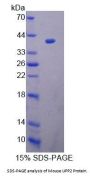 Mouse Uridine Phosphorylase 2 (UPP2) Protein