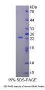 Human Glutamate Receptor, Ionotropic, AMPA 3 (GRIA3) Protein