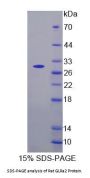 Rat Glycine Receptor Alpha 2 (GLRa2) Protein