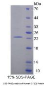 Human Eukaryotic Translation Initiation Factor 2C1 (EIF2C1) Protein