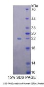 Human Eukaryotic Translation Elongation Factor 1 Epsilon 1 (EEF1E1) Protein