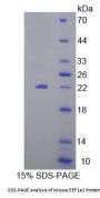 Mouse Eukaryotic Translation Elongation Factor 1 Epsilon 1 (EEF1E1) Protein