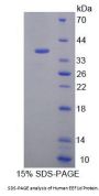 Human Eukaryotic Translation Elongation Factor 1 Delta (EEF1d) Protein