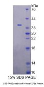Mouse Eukaryotic Translation Elongation Factor 1 Delta (EEF1d) Protein