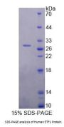 Human Eukaryotic Translation Termination Factor 1 (ETF1) Protein
