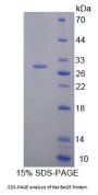 Rat BAG Family Molecular Chaperone Regulator 5 (BAG5) Protein