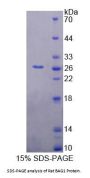 Rat Bcl2 Associated Athanogene 1 (BAG1) Protein
