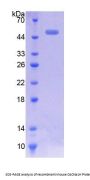 Mouse Calcium Channel, Voltage Dependent, T-Type, Alpha 1H Subunit (CACNa1H) Protein
