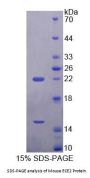 Mouse Endothelin Converting Enzyme 2 (ECE2) Protein