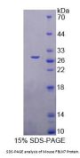 Mouse Fibulin 7 (FBLN7) Protein