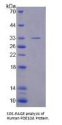 Human Phosphodiesterase 10A (PDE10A) Protein