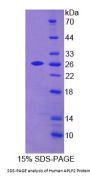 Human Amyloid Beta Precursor Like Protein 2 (APLP2) Protein