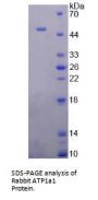 Rabbit Sodium/Potassium-Transporting ATPase Subunit Alpha 1 (ATP1A1) Protein