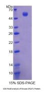 Mouse Lysophosphatidylcholine Acyltransferase 1 (LPCAT1) Protein
