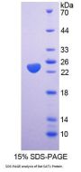 Rat Spermidine/Spermine N1-Acetyltransferase 1 (SAT1) Protein