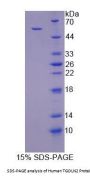 Human Trans Golgi Network Protein 2 (TGOLN2) Protein