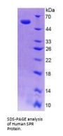 Human Sepiapterin Reductase (SPR) Protein