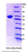 Mouse Sepiapterin Reductase (SPR) Protein