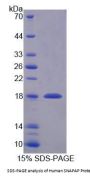 Human SNAP Associated Protein (SNAPAP) Protein