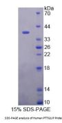 Human Pituitary Tumor Transforming 1 Interacting Protein (PTTG1IP) Protein
