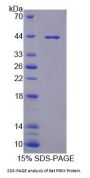 Rat Protein Kinase, X-Linked (PRKX) Protein