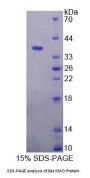 Rat Kynurenine-3-Monooxygenase (KMO) Protein