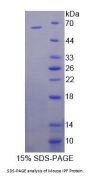 Mouse Insulin Promoter Factor 1 (IPF) Protein