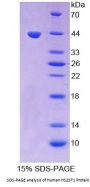 Human Heparan Sulfate 2-O-Sulfotransferase 1 (HS2ST1) Protein
