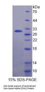 Cow Alpha-S1-Casein (CSN1S1) Protein