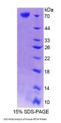 Mouse Cartilage Associated Protein (CRTAP) Protein