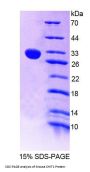 Mouse Chitinase 1 (CHIT1) Protein