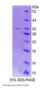Rat Lactase (LCT) Protein